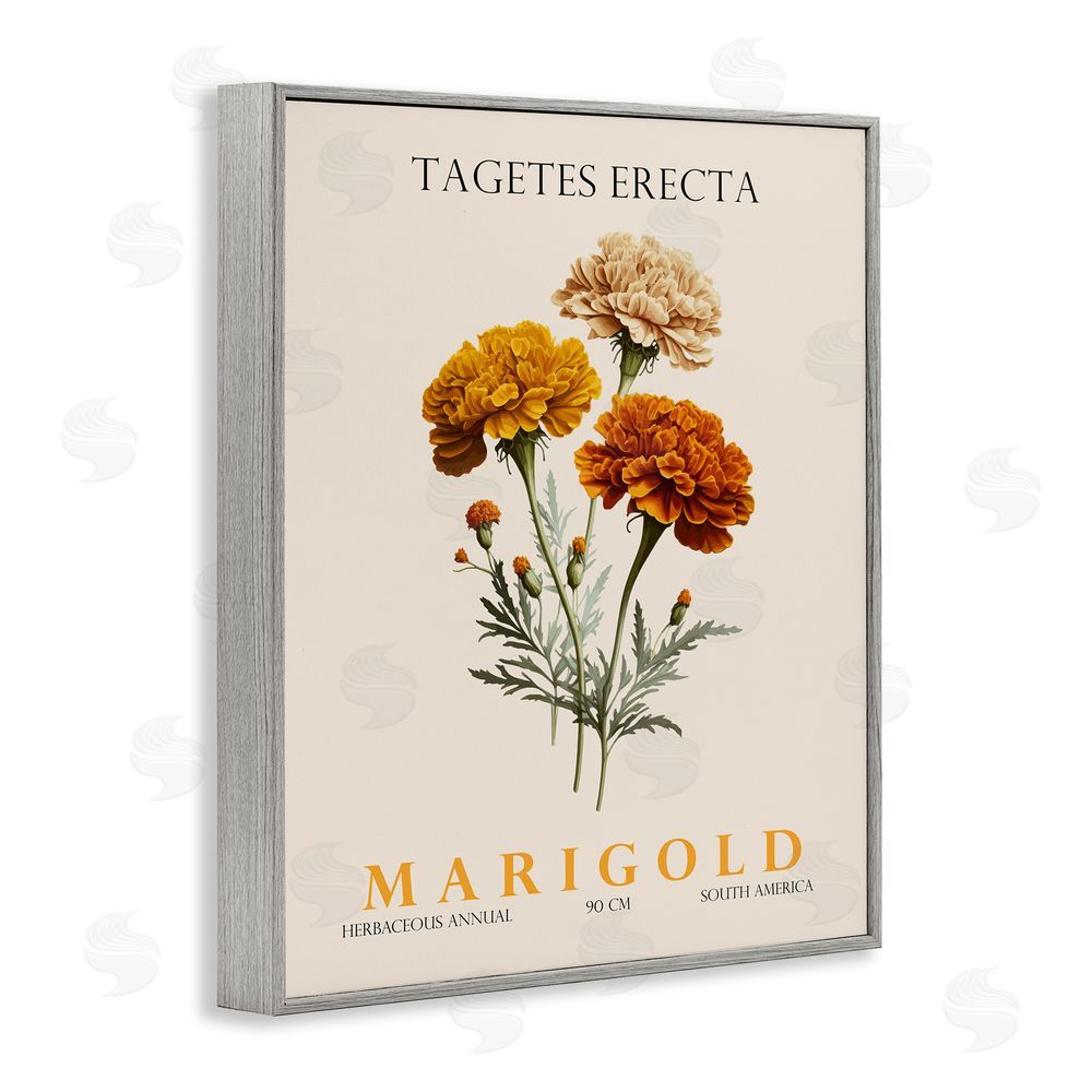 Christopher Giampietro Natural Marigold Bundle Gray Framed Giclee Wall Art Print