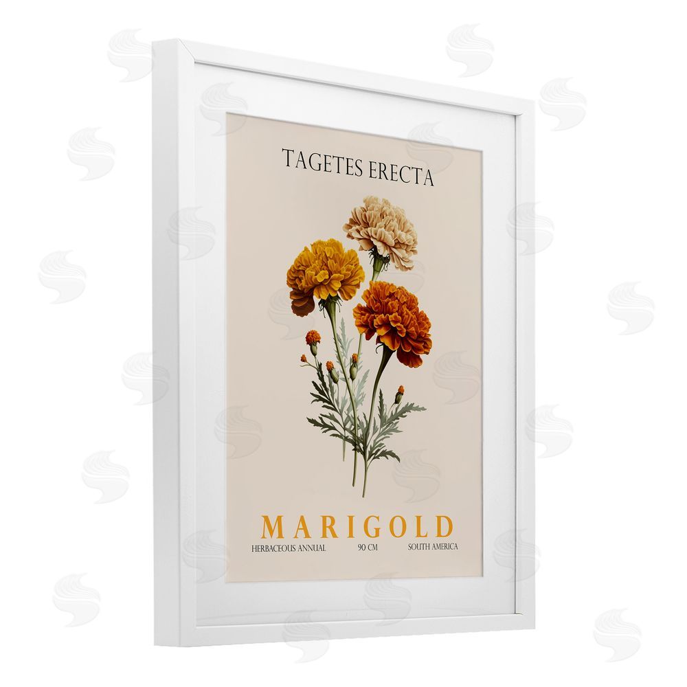 Christopher Giampietro Natural Marigold Bundle White Framed Print Under Glass Wall Art