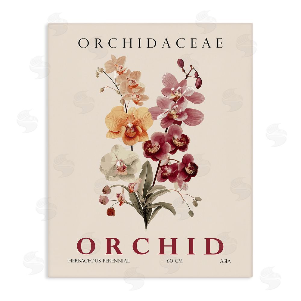 Christopher Giampietro Natural Orchid Bundle Stretched Canvas Wall Art
