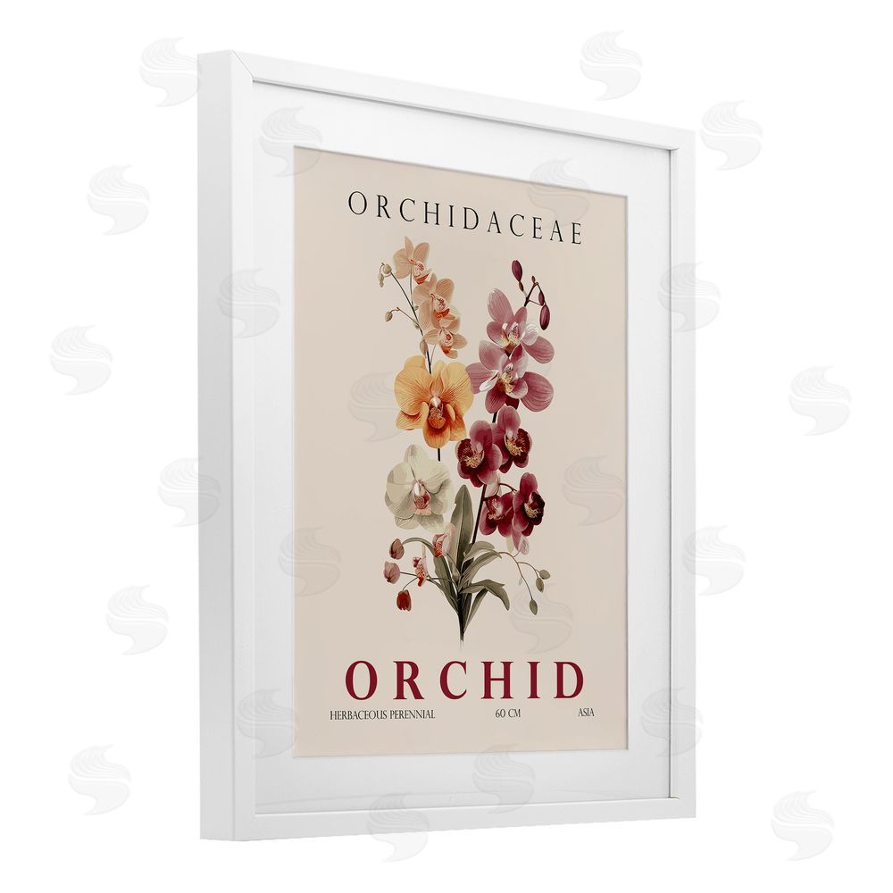 Christopher Giampietro Natural Orchid Bundle White Framed Print Under Glass Wall Art