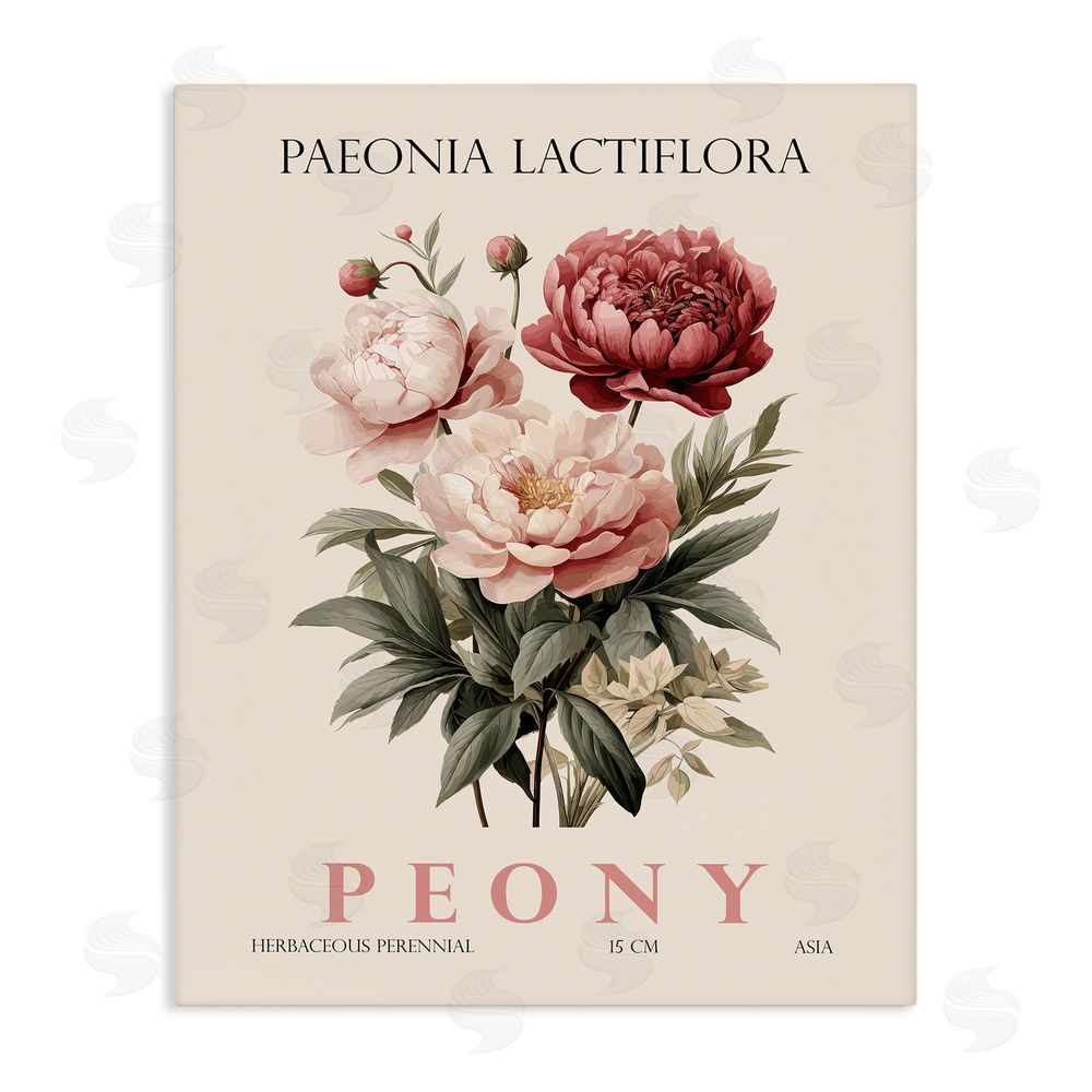 Christopher Giampietro Natural Peony Bundle Stretched Canvas Wall Art
