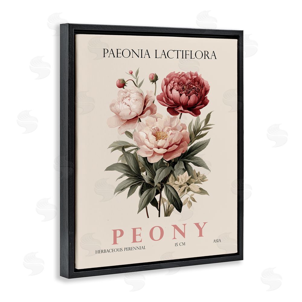 Christopher Giampietro Natural Peony Bundle Black Floating Frame Canvas Wall Art Print