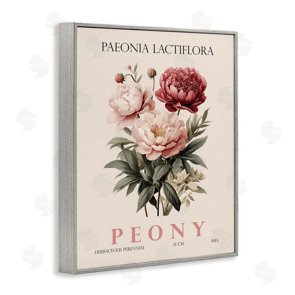 Christopher Giampietro Natural Peony Bundle Gray Framed Giclee Wall Art Print