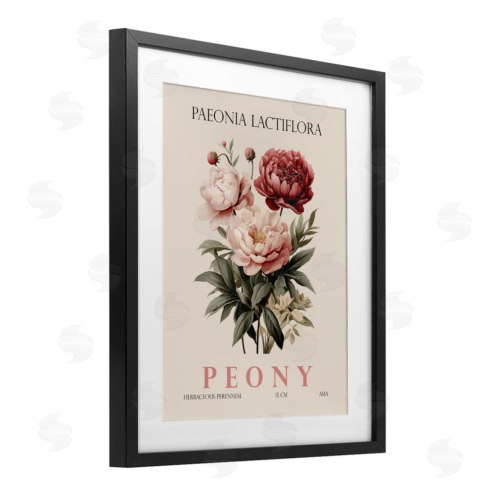 Christopher Giampietro Natural Peony Bundle Black Framed Print Under Glass Wall Art