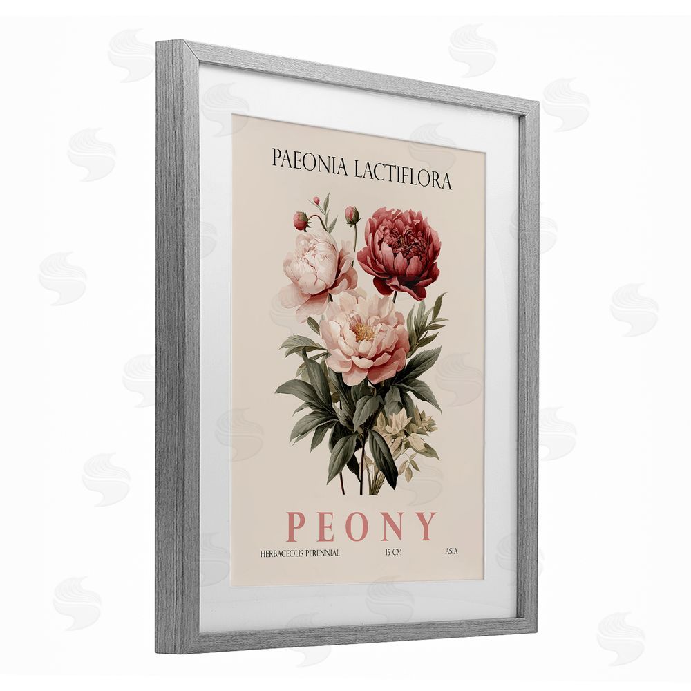 Christopher Giampietro Natural Peony Bundle Gray Framed Print Under Glass Wall Art