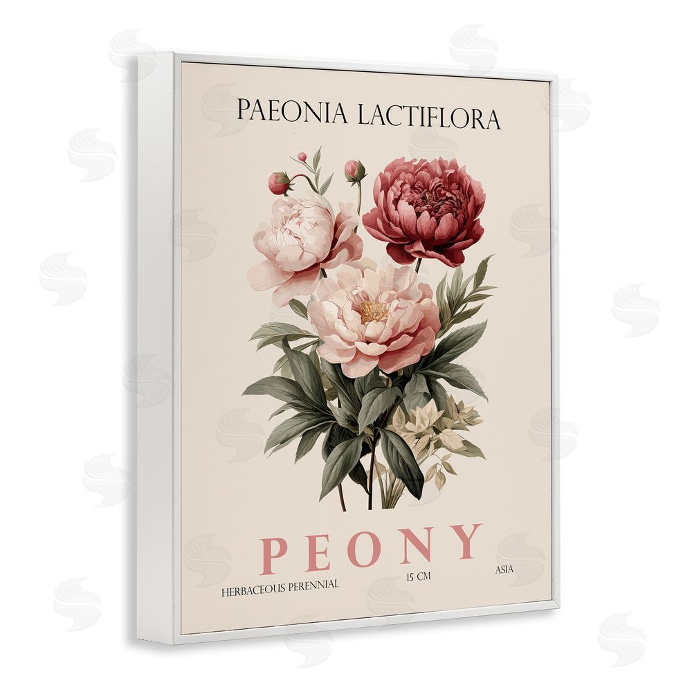 Christopher Giampietro Natural Peony Bundle White Framed Giclee Wall Art Print
