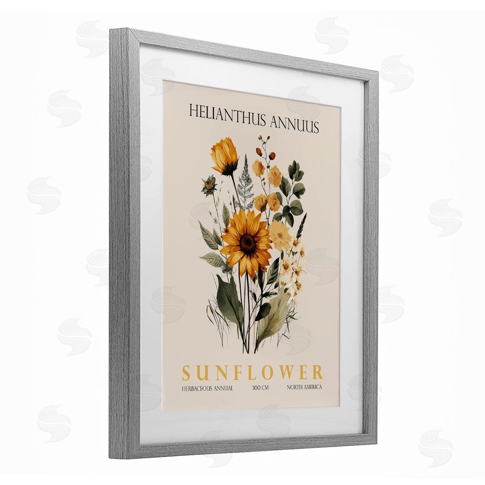 Christopher Giampietro Natural Sunflower Bundle Gray Framed Print Under Glass Wall Art