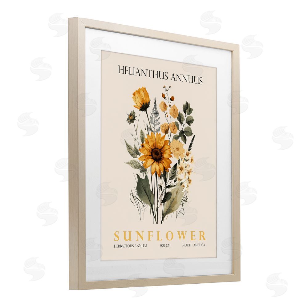 Christopher Giampietro Natural Sunflower Bundle Birch Framed Print Under Glass Wall Art