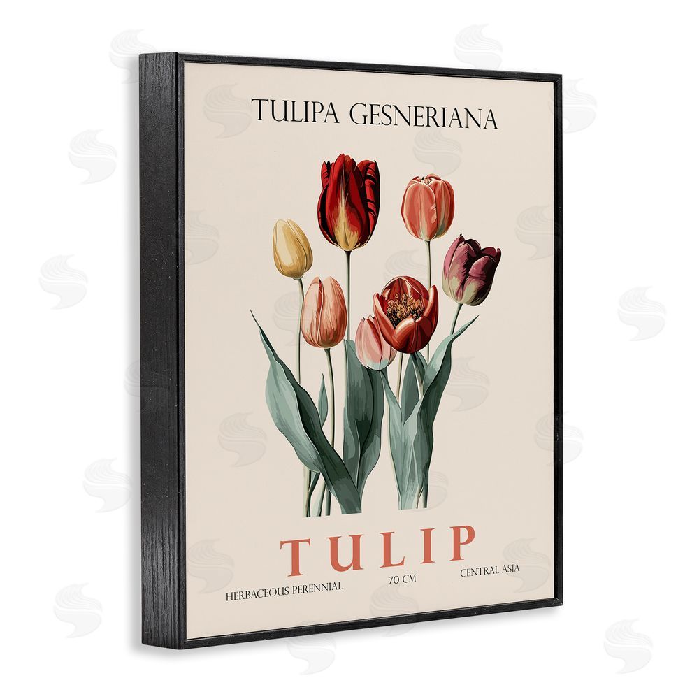 Christopher Giampietro Natural Tulip Bundle Black Framed Giclee Wall Art Print
