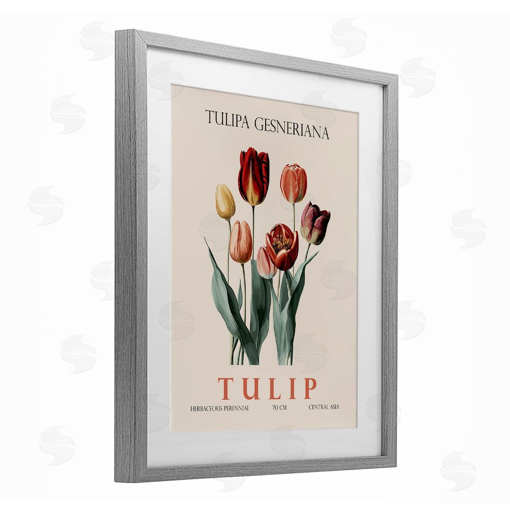 Christopher Giampietro Natural Tulip Bundle Gray Framed Print Under Glass Wall Art