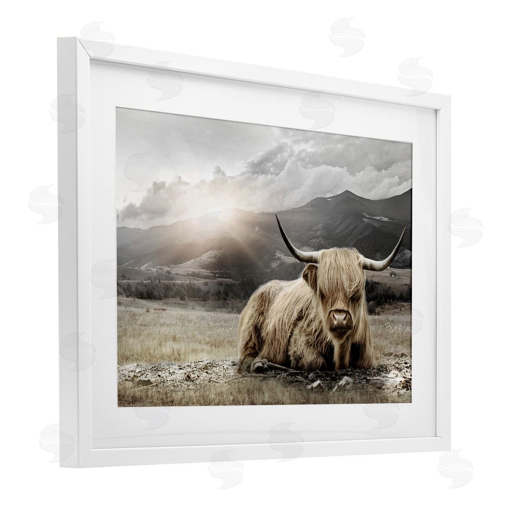CAD Designs Cattle Resting in Morning Sun White Framed Print Under Glass Wall Art