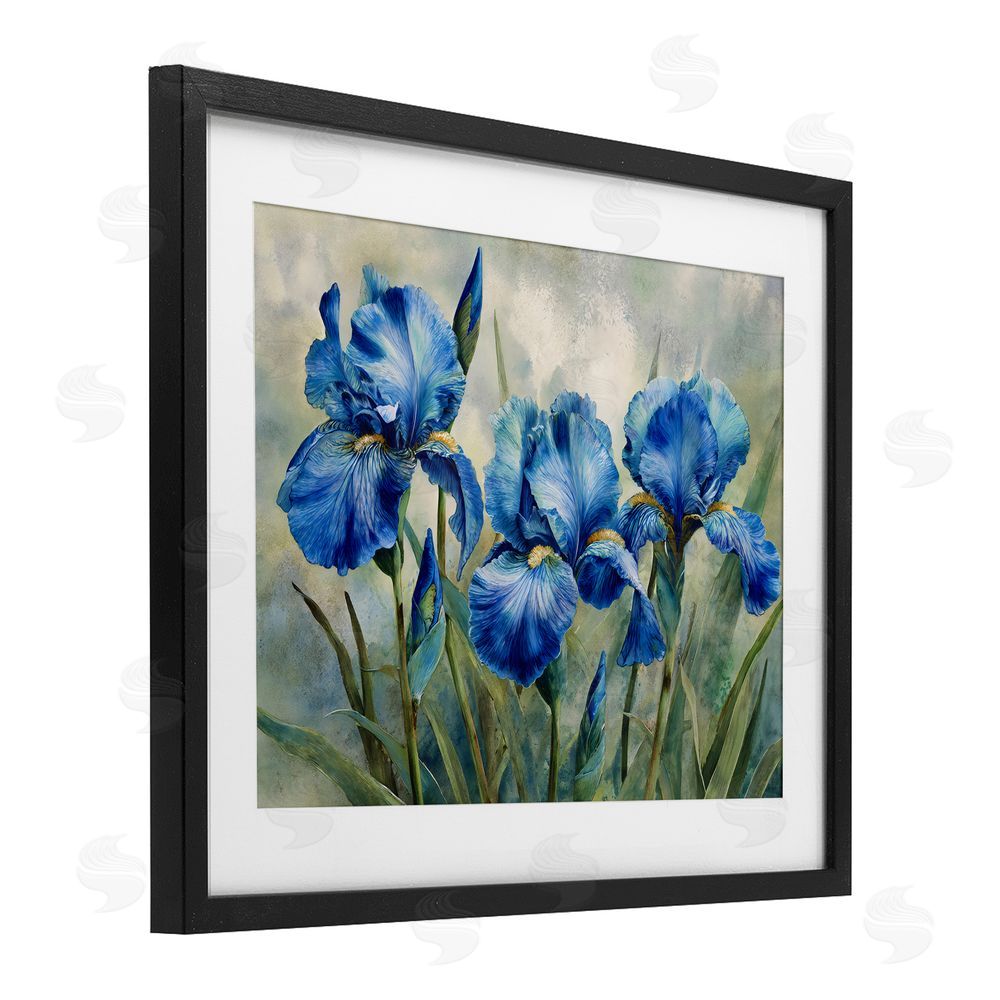 Franklyn Gregory Drawn Blue Iris Flowers Black Framed Print Under Glass Wall Art