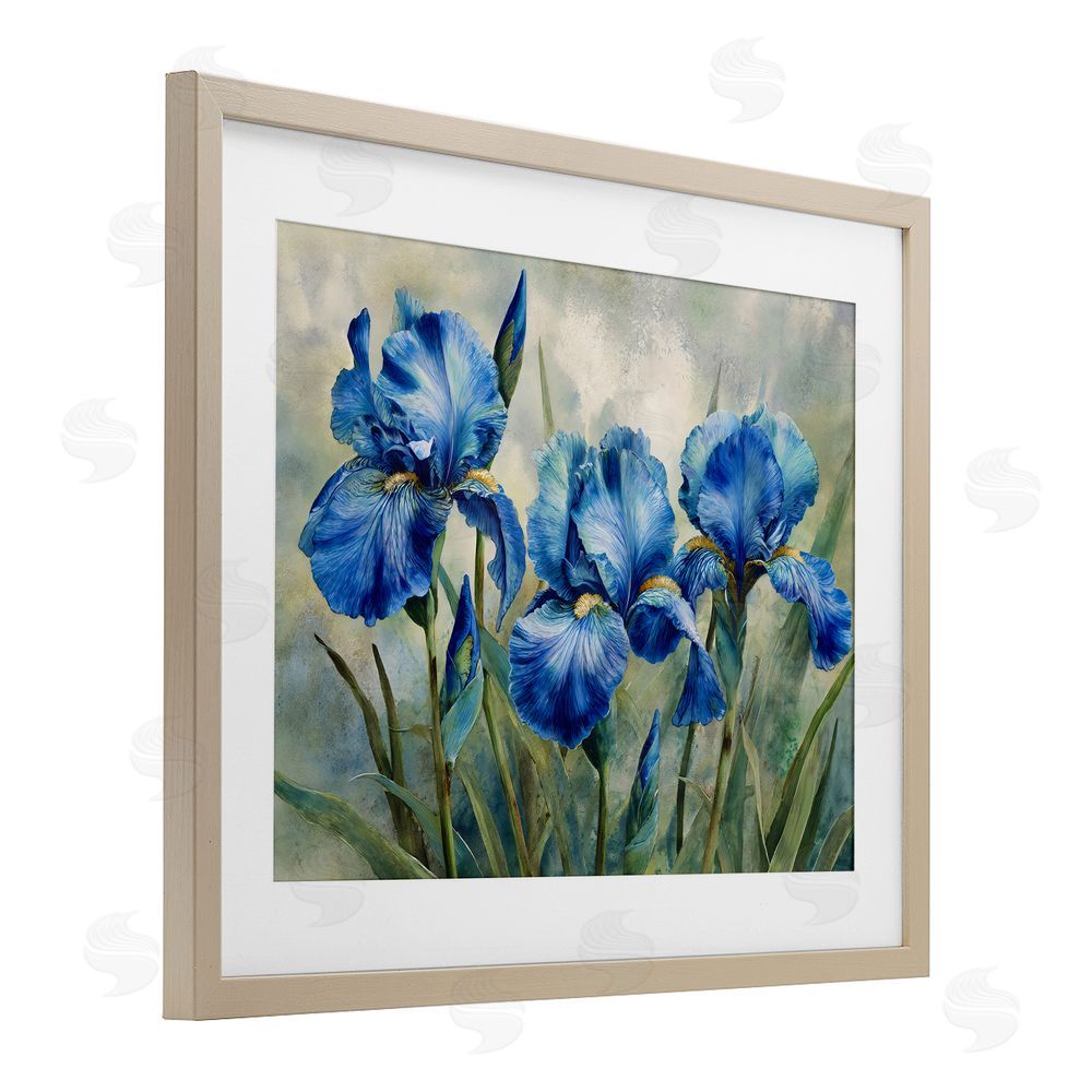 Franklyn Gregory Drawn Blue Iris Flowers Brown Framed Print Under Glass Wall Art