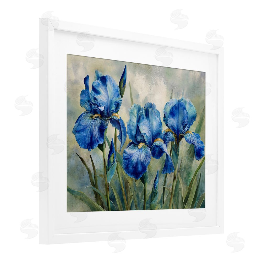 Franklyn Gregory Drawn Blue Iris Flowers White Framed Print Under Glass Wall Art