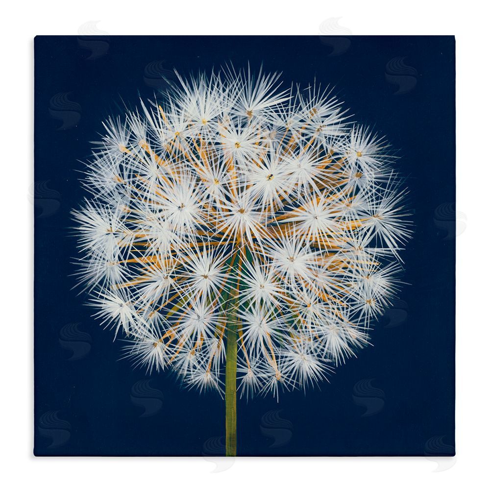 Liz Jardine Dandelion Seed Study Stretched Canvas Wall Art Print