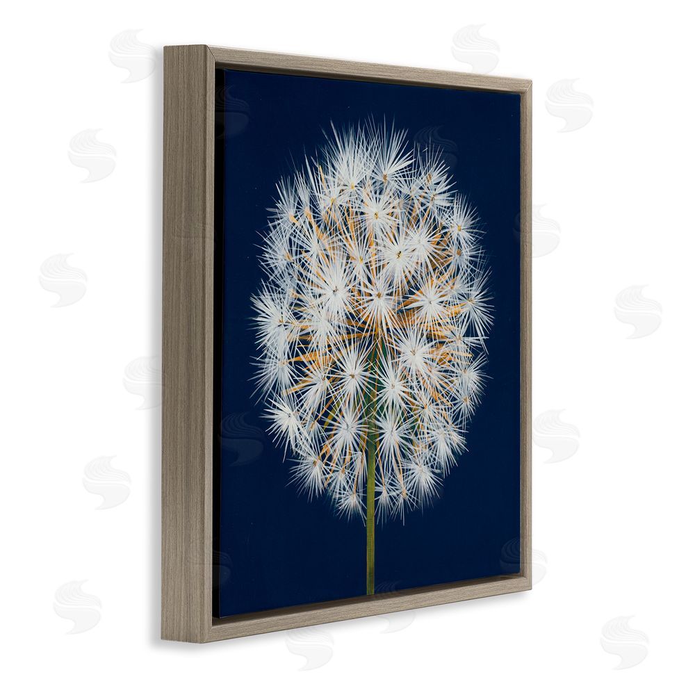 Liz Jardine Dandelion Seed Study Brown Floating Frame Canvas Wall Art Print