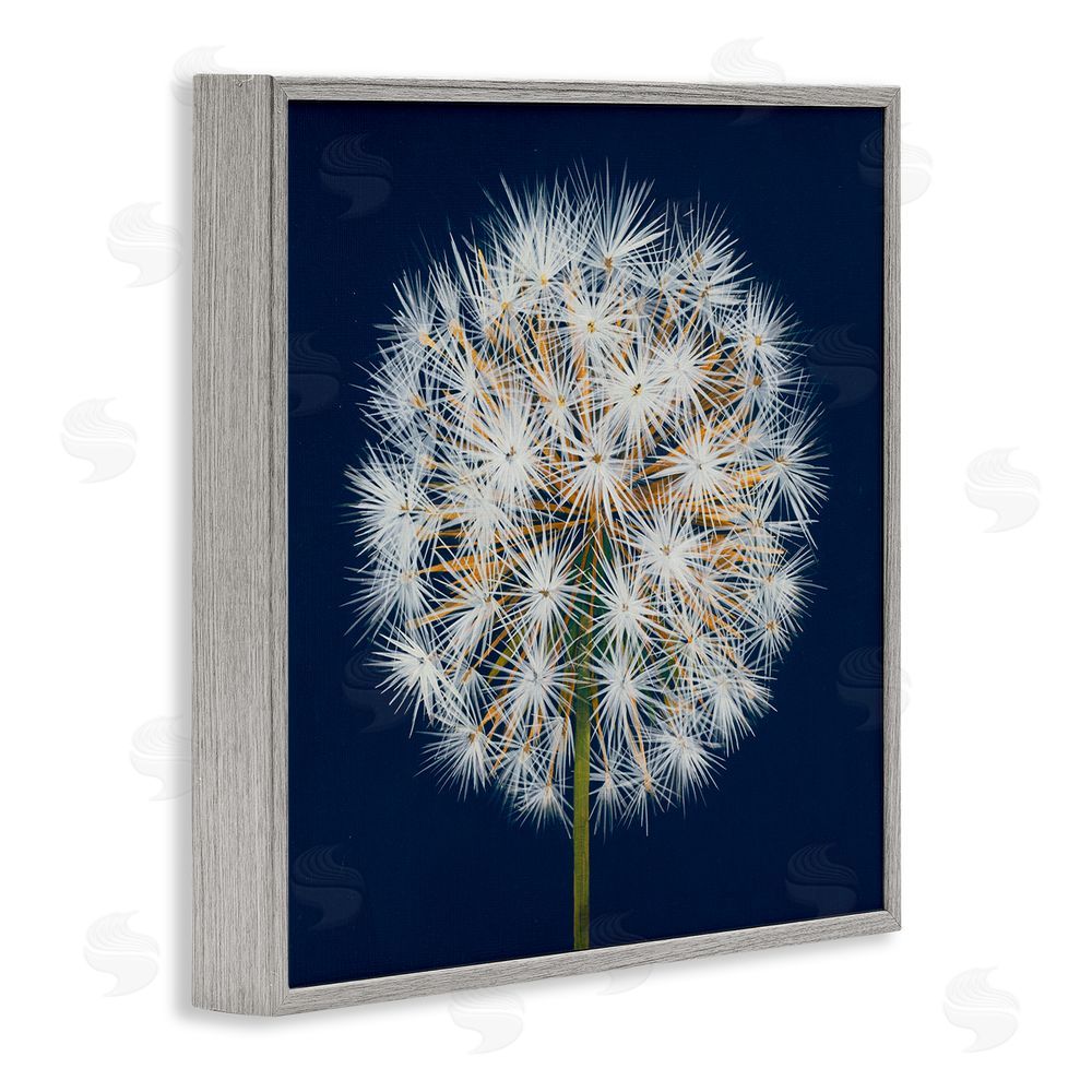 Liz Jardine Dandelion Seed Study Gray Framed Giclee Wall Art Print