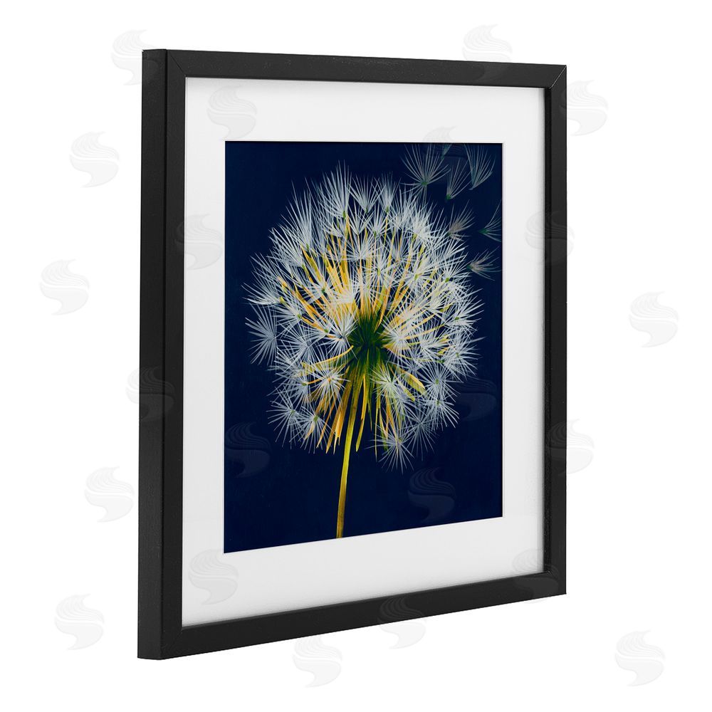 Liz Jardine Dandelion Cluster in the Wind Black Framed Print Under Glass Wall Art