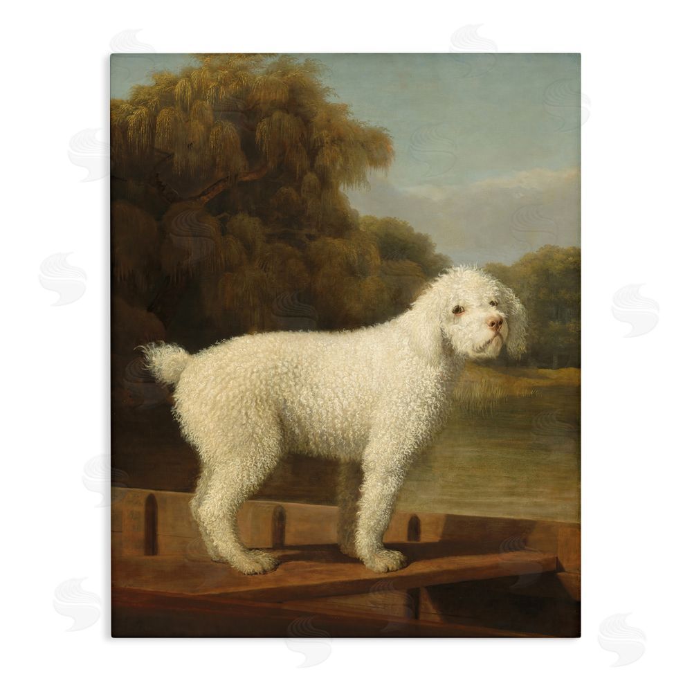 Tina LeCour White Poodle in a Punt Stretched Canvas Wall Art Print