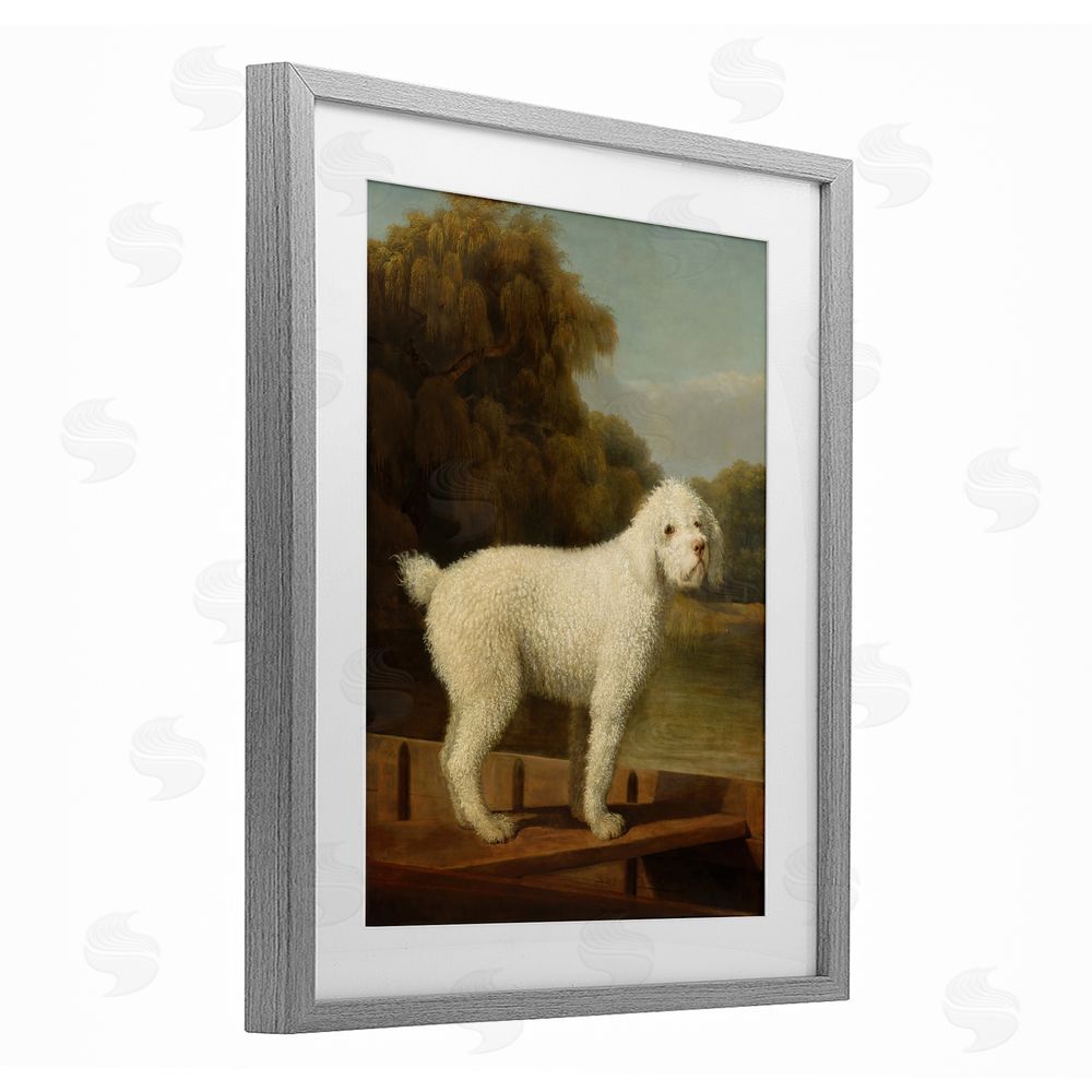 Tina LeCour White Poodle in a Punt Gray Framed Print Under Glass Wall Art