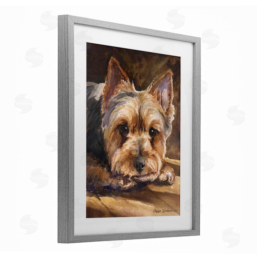 George Dyachenko Yorkshire Terrier Portrait Gray Framed Print Under Glass with Matting Wall Art