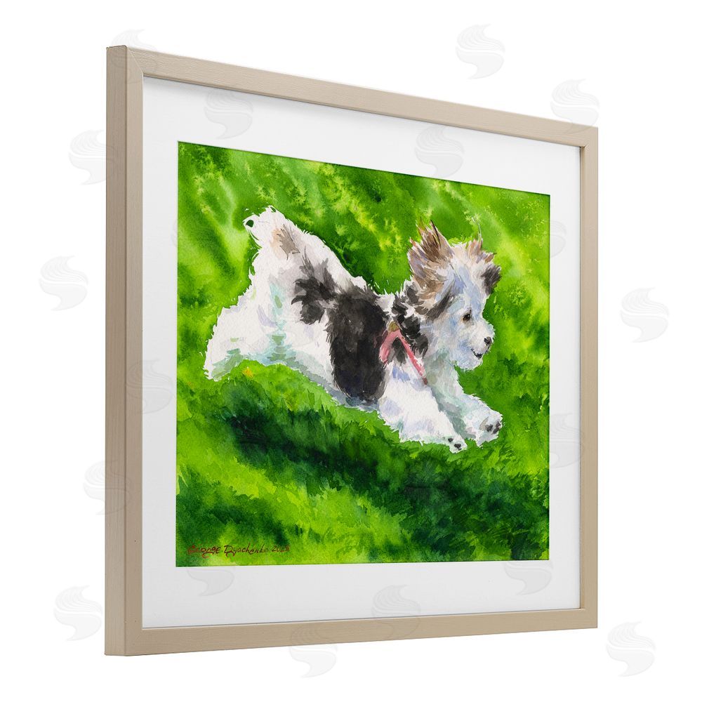 George Dyachenko Happy Maltipoo Running Brown Framed Print Under Glass with Mat Wall Art