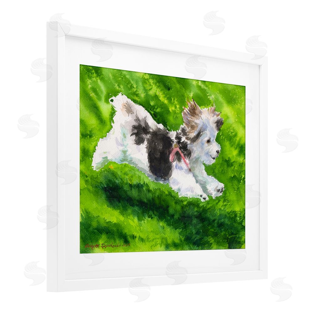 George Dyachenko Happy Maltipoo Running White Framed Print Under Glass with Mat Wall Art