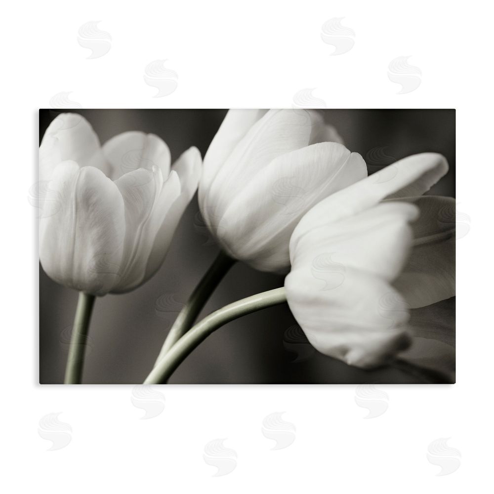 Tom Quartermaine Row Of Monochrome Tulips Stretched Canvas Wall Art Print