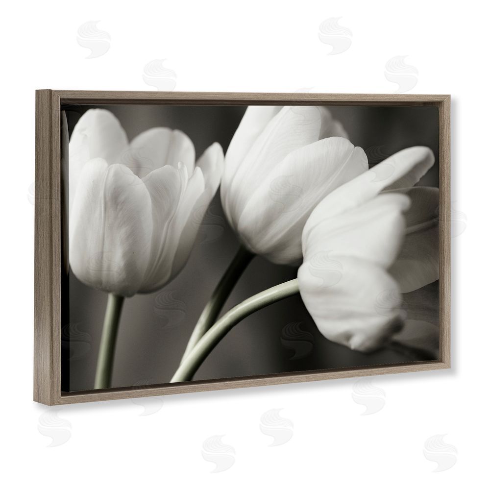 Tom Quartermaine Row Of Monochrome Tulips Brown Floating Frame Canvas Wall Art Print