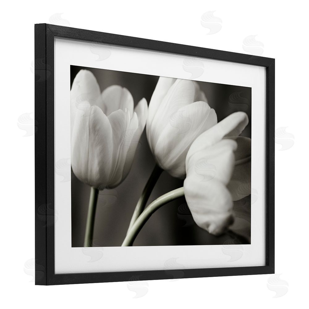 Tom Quartermaine Row Of Monochrome Tulips Black Framed Print Under Glass Wall Art
