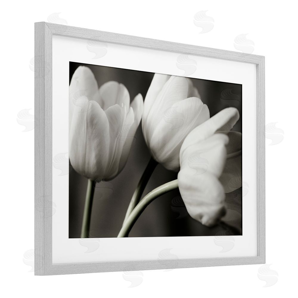 Tom Quartermaine Row Of Monochrome Tulips Gray Framed Print Under Glass Wall Art