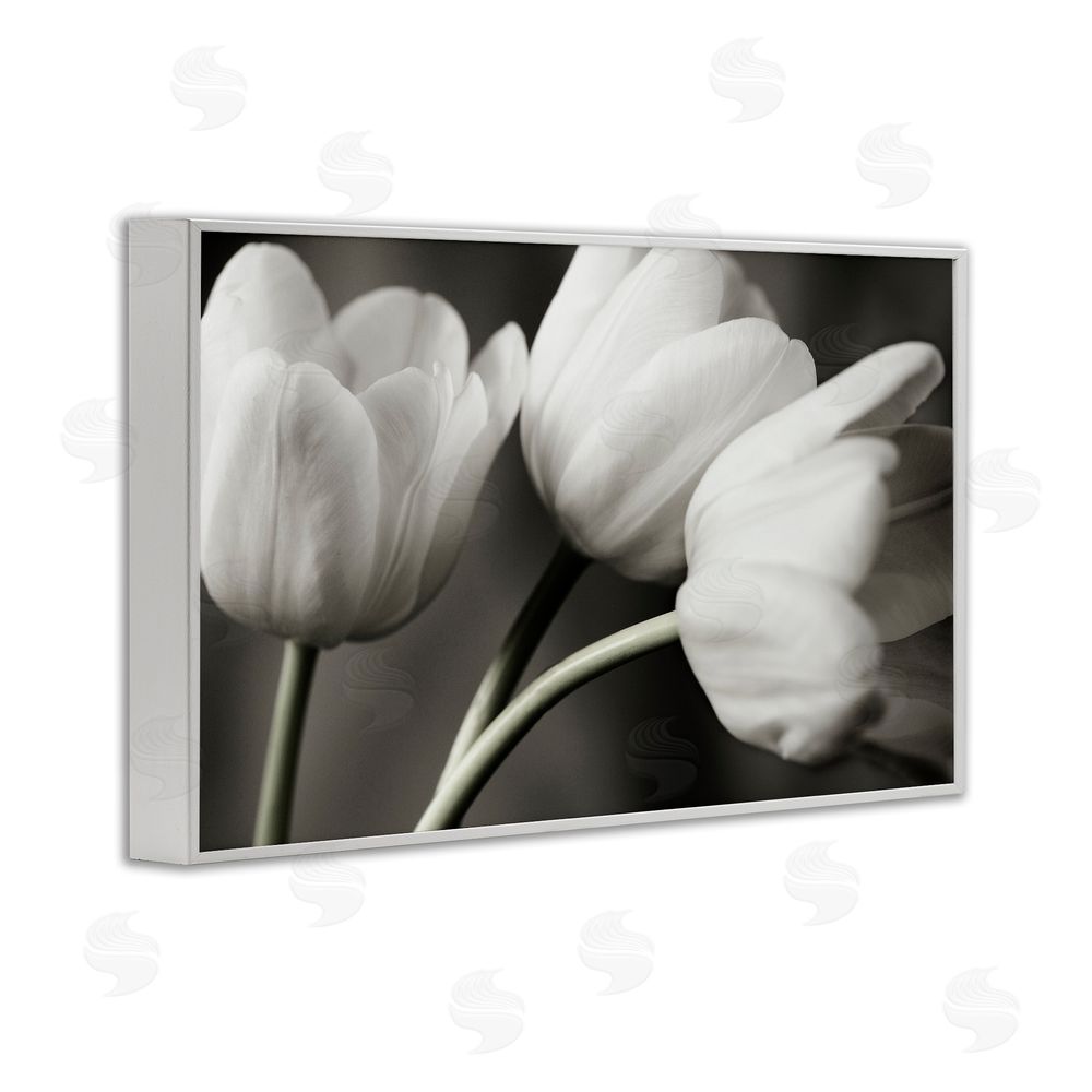 Tom Quartermaine Row Of Monochrome Tulips White Framed Giclee Wall Art Print