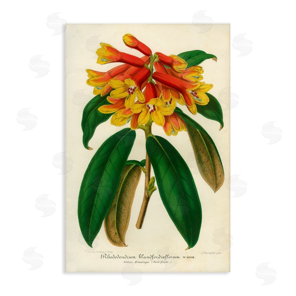 Print Collection Orange Yellow Rhododendron Stretched Canvas Wall Art Print