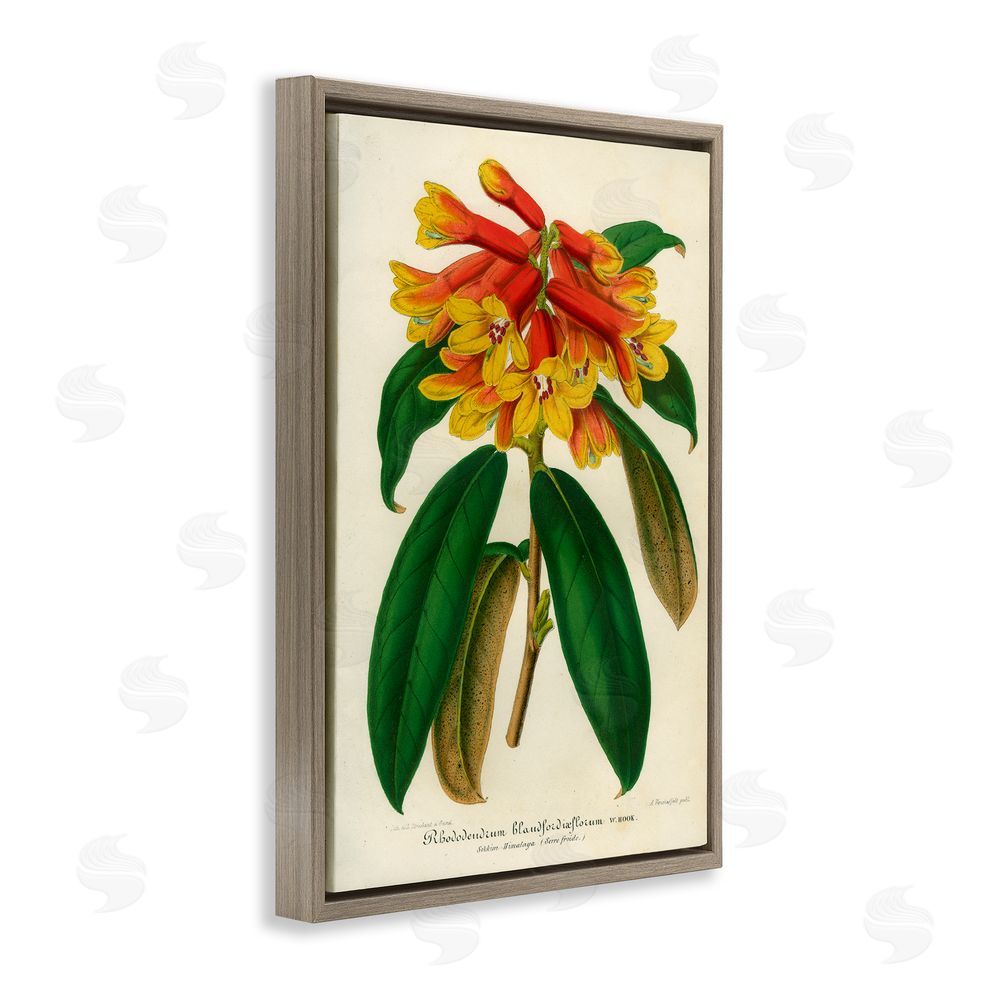 Print Collection Orange Yellow Rhododendron Brown Floating Frame Canvas Wall Art Print