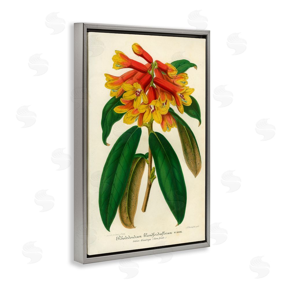 Print Collection Orange Yellow Rhododendron Gray Floating Frame Canvas Wall Art Print