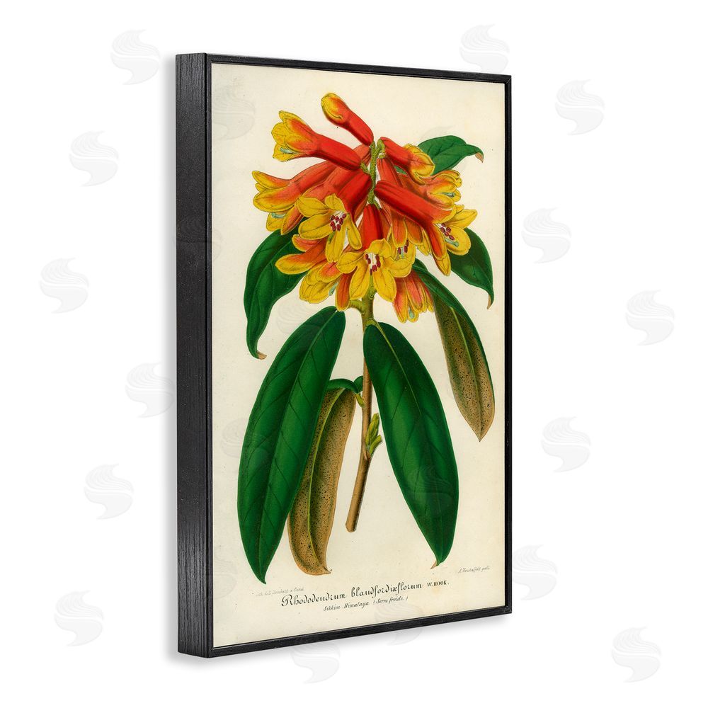 Print Collection Orange Yellow Rhododendron Black Framed Giclee Wall Art Print