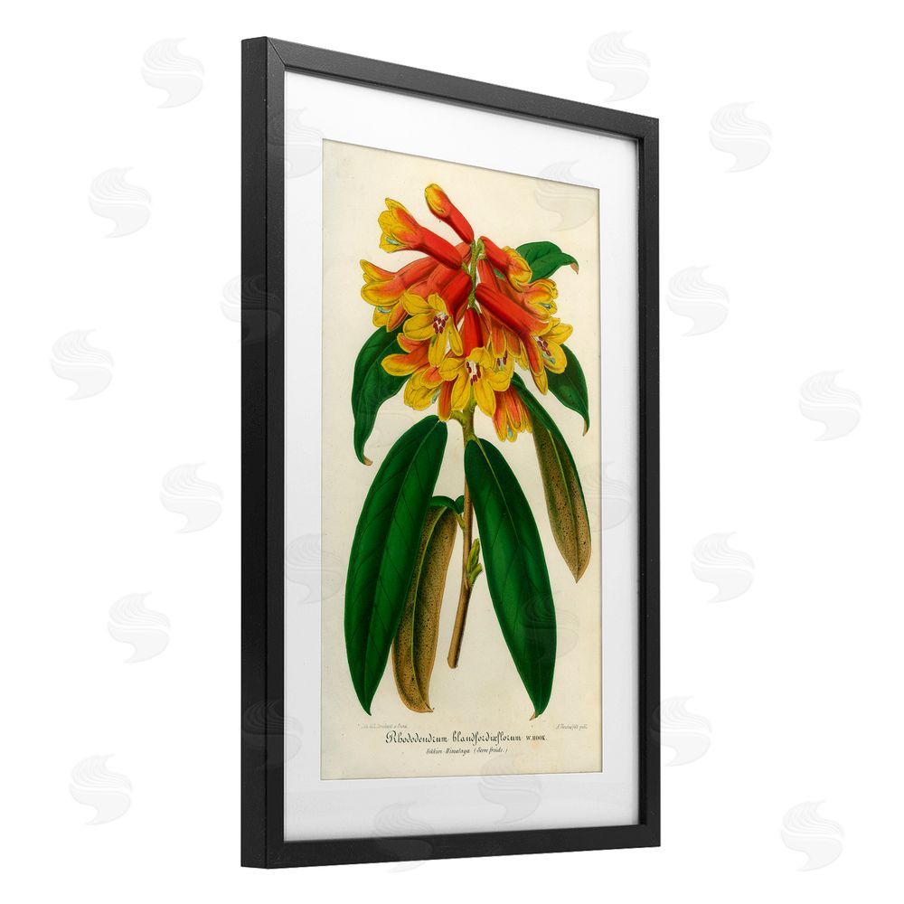 Print Collection Orange Yellow Rhododendron Black Framed Print Under Glass Wall Art