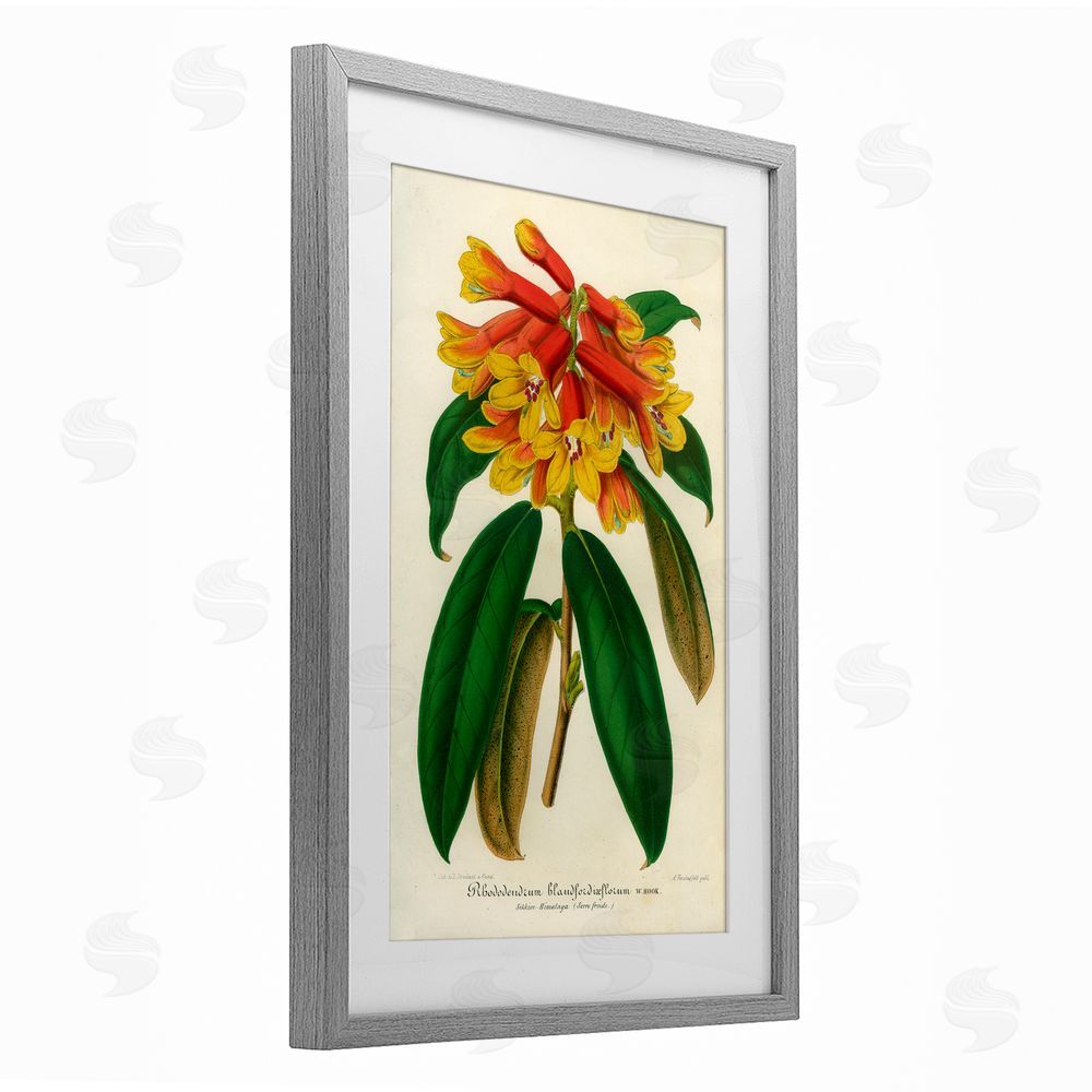 Print Collection Orange Yellow Rhododendron Gray Framed Print Under Glass Wall Art