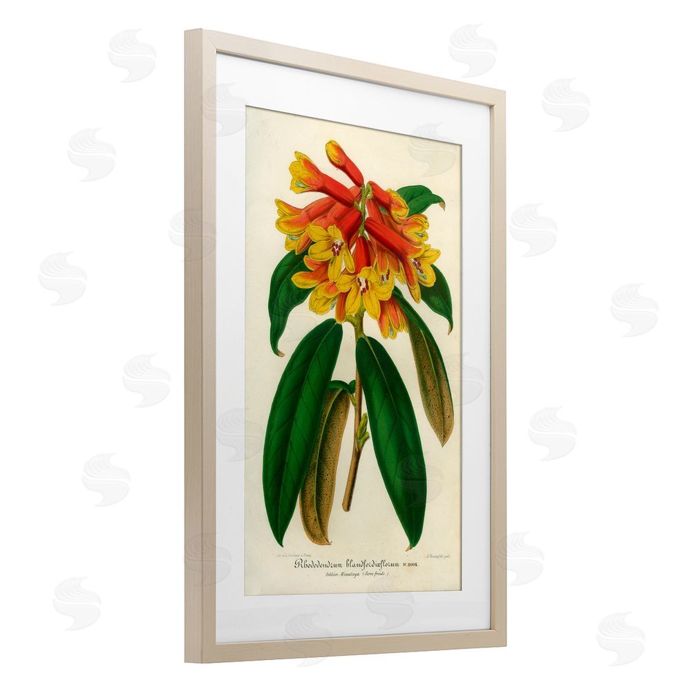 Print Collection Orange Yellow Rhododendron Brown Framed Print Under Glass Wall Art