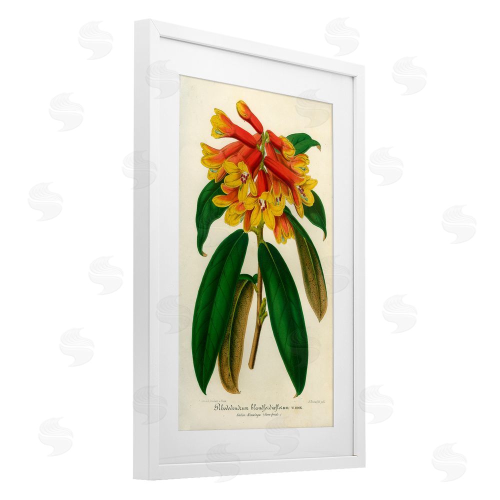 Print Collection Orange Yellow Rhododendron White Framed Print Under Glass Wall Art