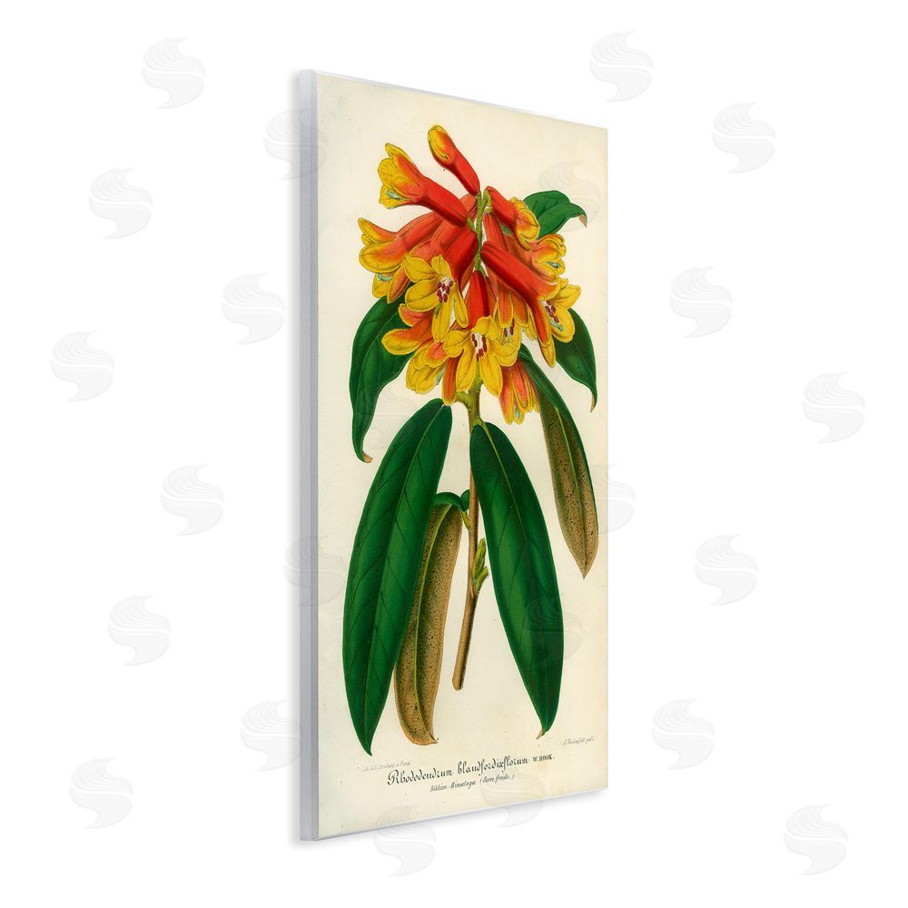 Print Collection Orange Yellow Rhododendron Wooden Wall Plaque Art Print