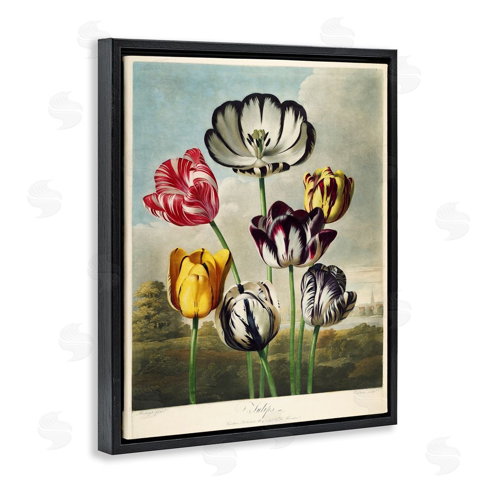 Print Collection Tulips From The Temple Black Floating Frame Canvas Wall Art Print