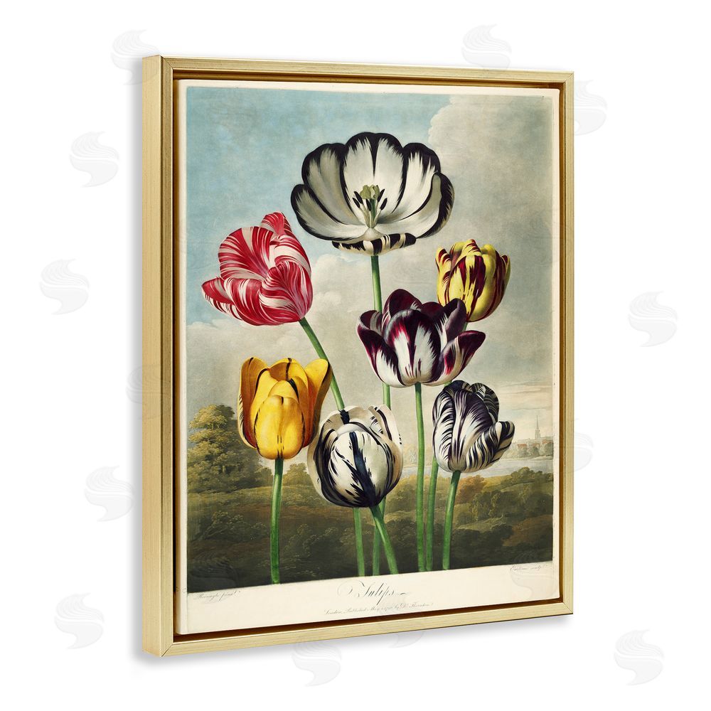 Print Collection Tulips From The Temple Gold Floating Frame Canvas Wall Art Print