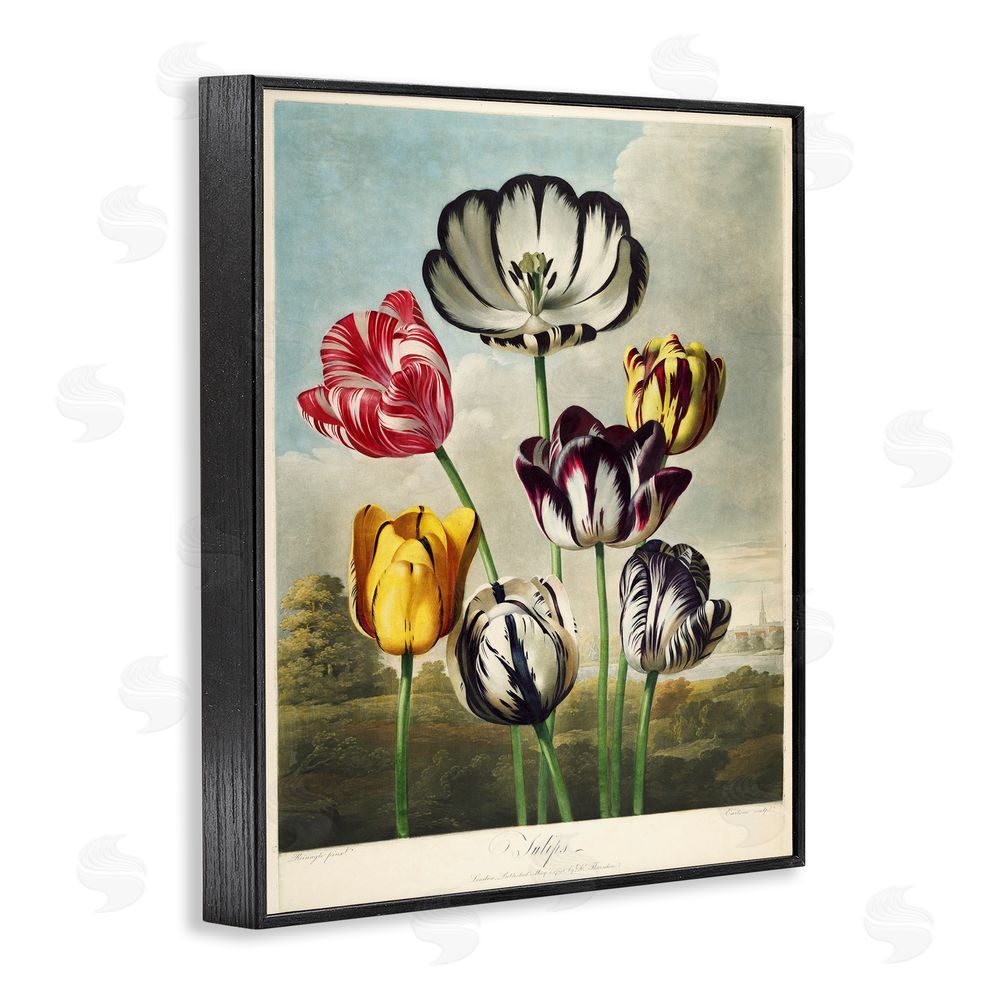 Print Collection Tulips From The Temple Black Framed Giclee Wall Art Print