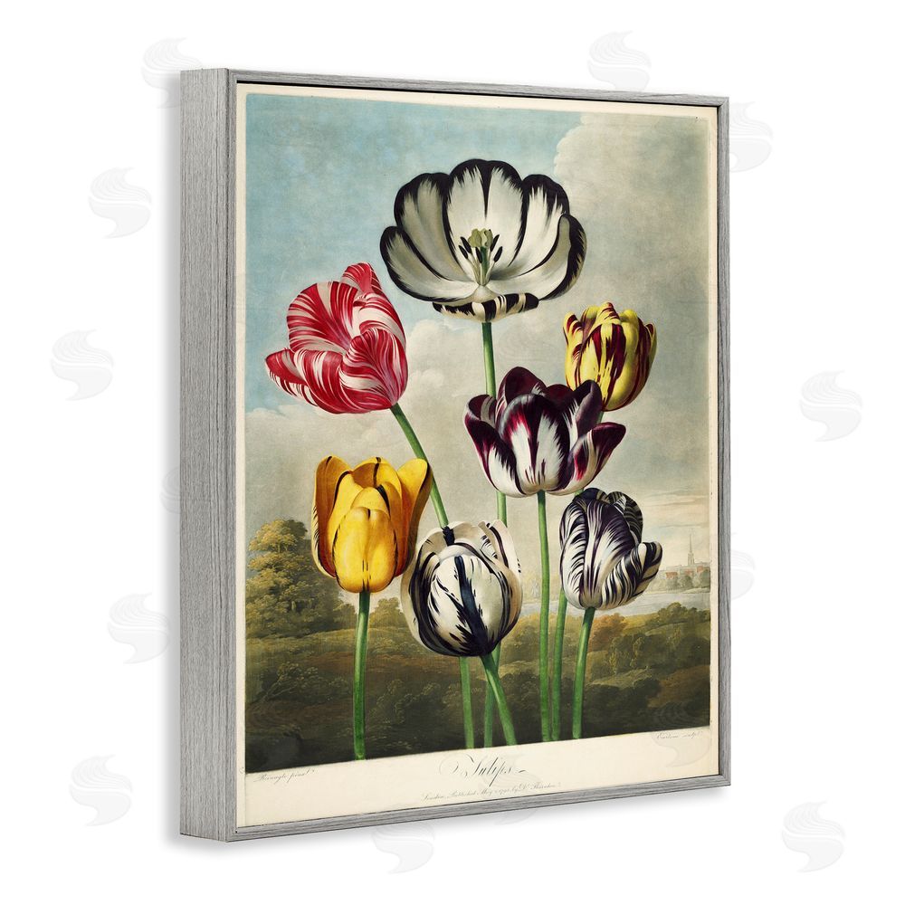 Print Collection Tulips From The Temple Gray Framed Giclee Wall Art Print