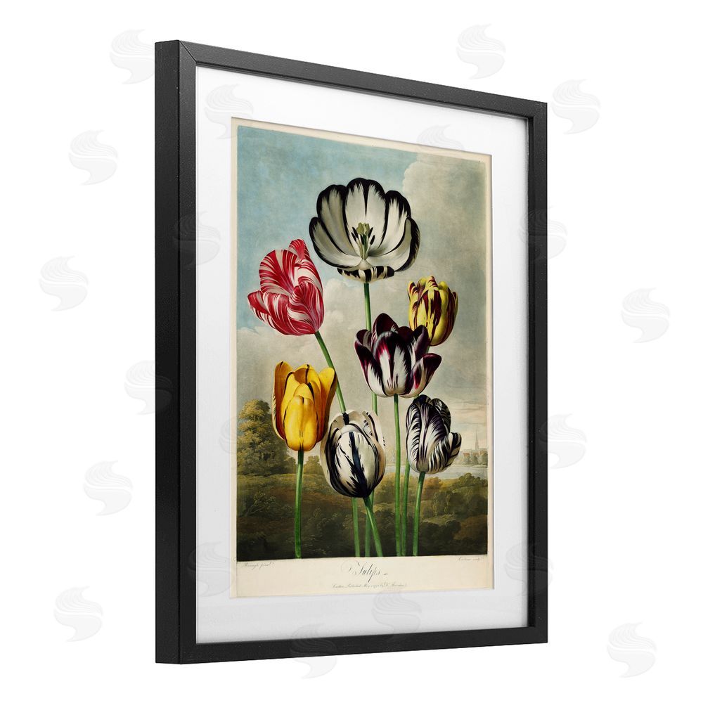 Print Collection Tulips From The Temple Black Framed Print Under Glass Wall Art