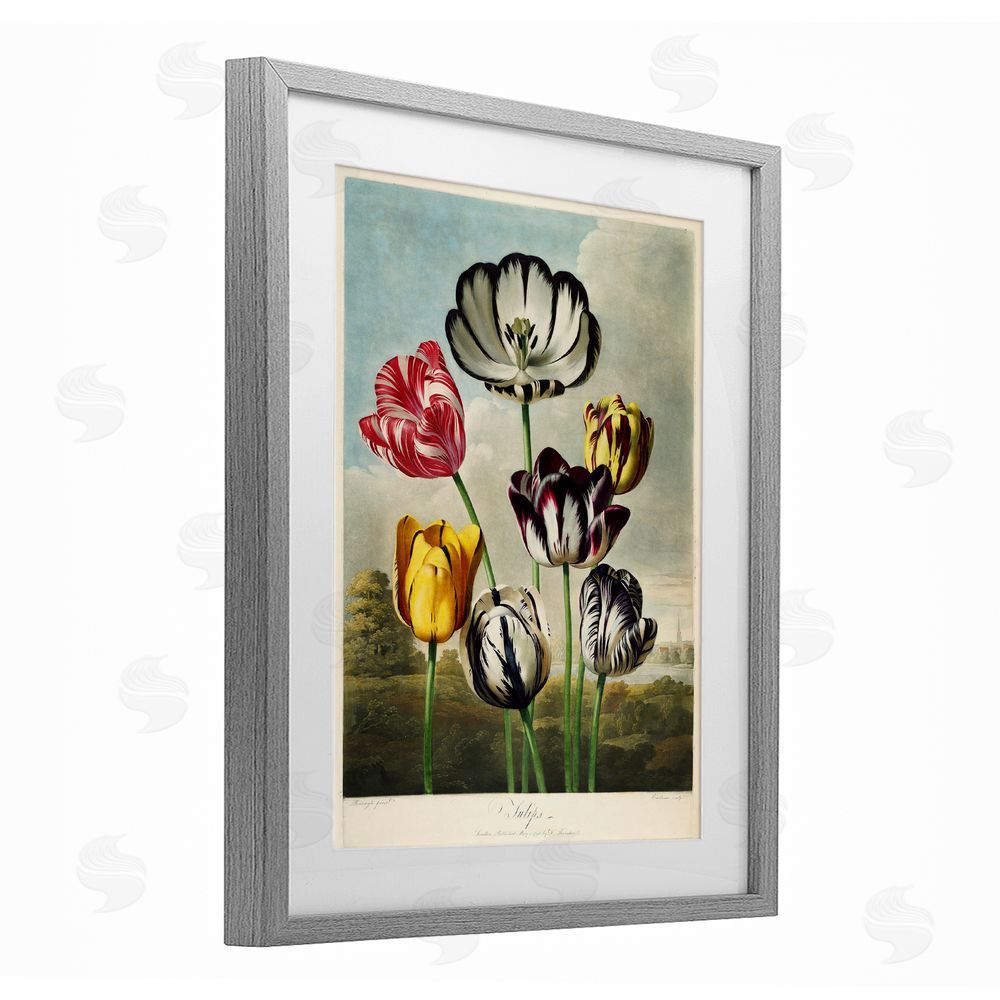 Print Collection Tulips From The Temple Gray Framed Print Under Glass Wall Art