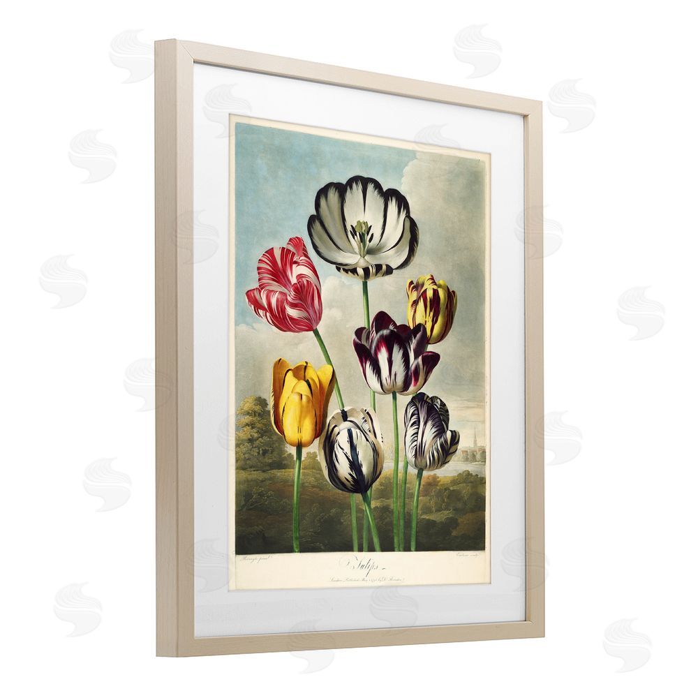Print Collection Tulips From The Temple Brown Framed Print Under Glass Wall Art