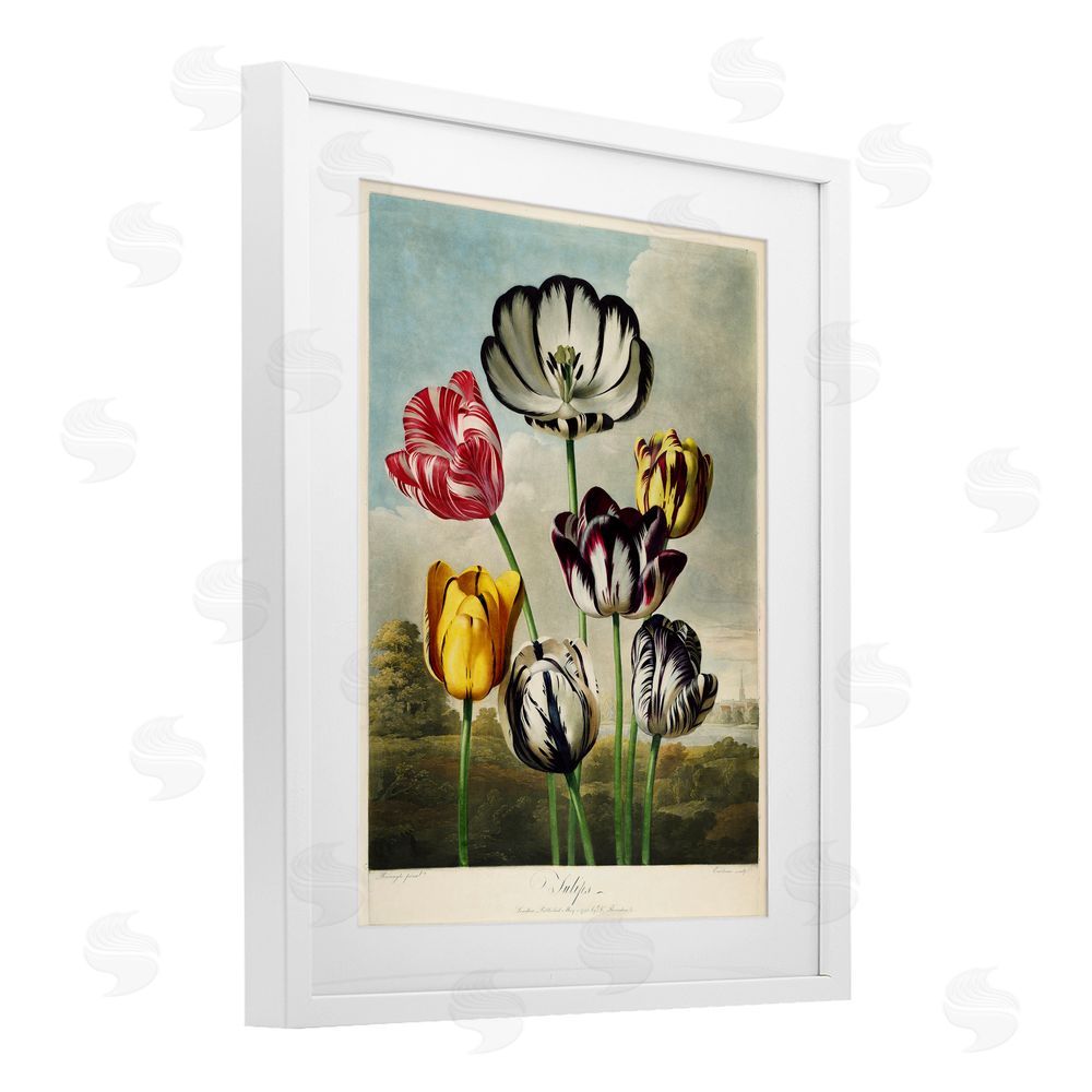 Print Collection Tulips From The Temple White Framed Print Under Glass Wall Art
