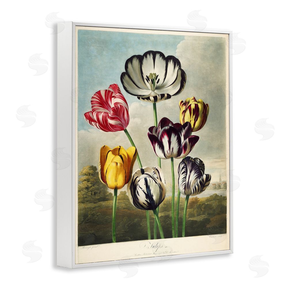 Print Collection Tulips From The Temple White Framed Giclee Wall Art Print